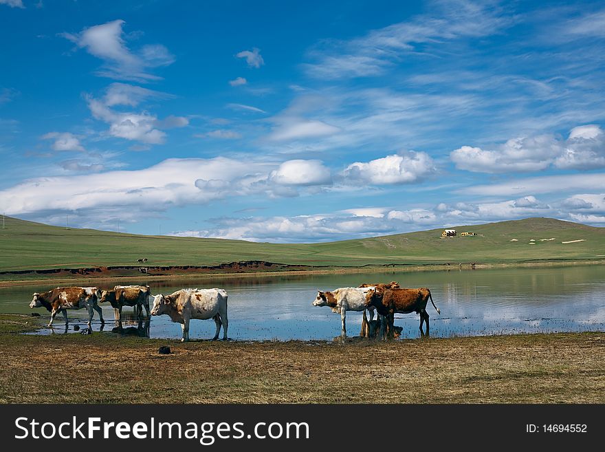 Cows on green field with lake