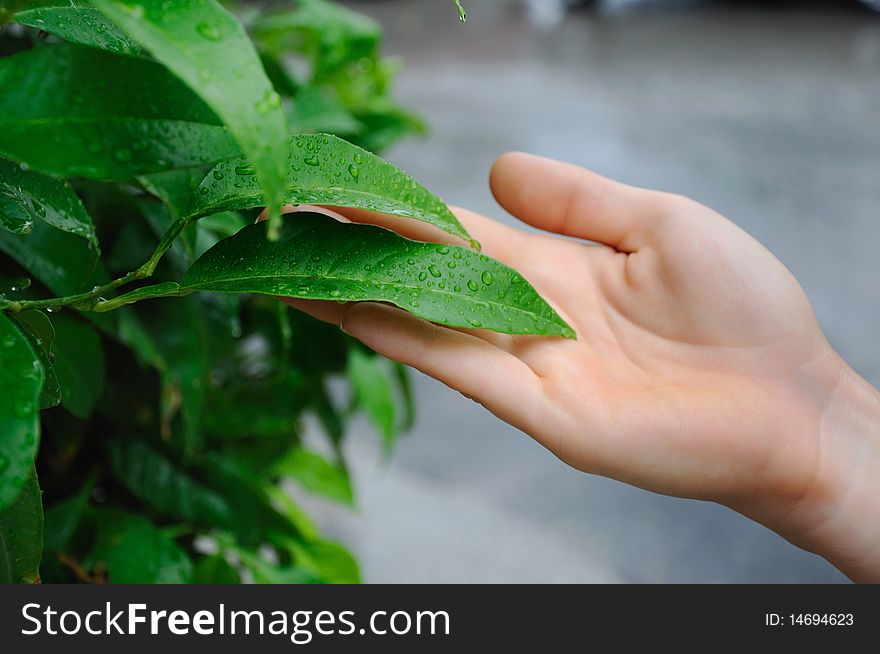 The hands of a young girl and leaves with drops of water on them