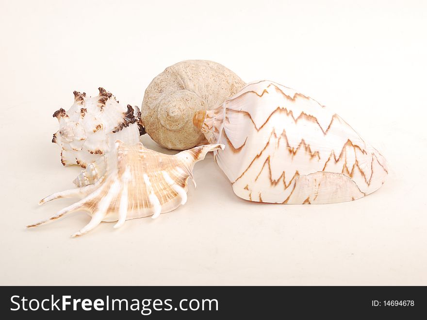 Sea shell with reflection against white background