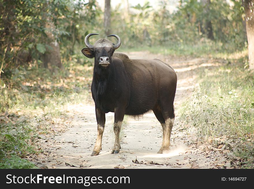 Wild bison in royal chitwan national park. Wild bison in royal chitwan national park