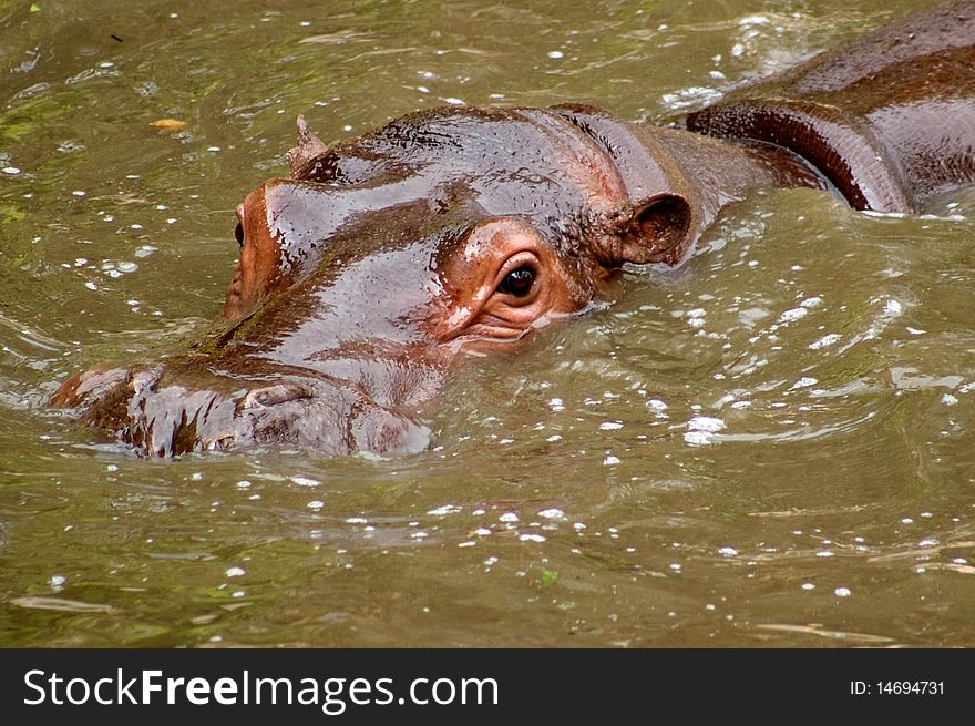 Hippopotamus in water african animal. Hippopotamus in water african animal