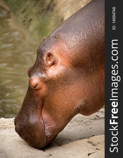 Smiling Hippopotamus by water at zoo in Nepal. Smiling Hippopotamus by water at zoo in Nepal