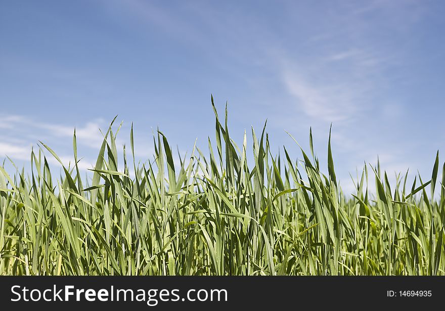 Green Field with Blue sky