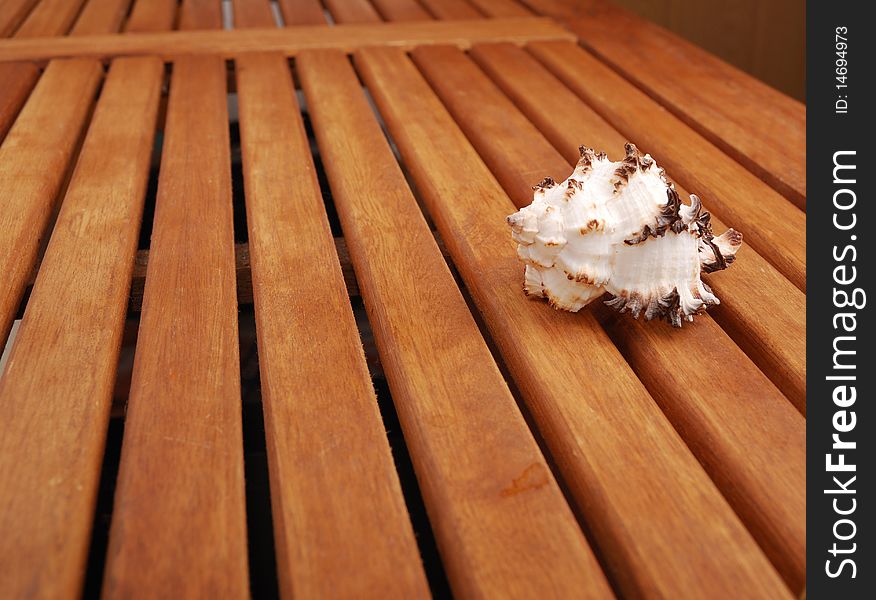 Sea shell with  reflection against braun background