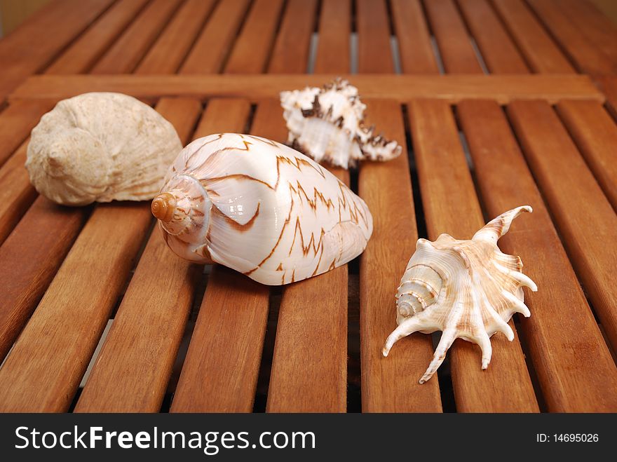 Sea shell with  reflection against braun background