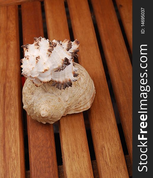 Sea shell with  reflection against braun background