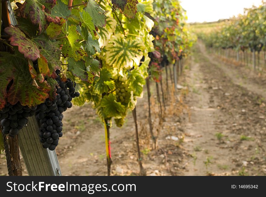 Fresh red and white grapes in the vineyards ready for harvest