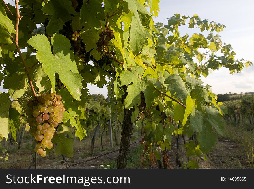 Fresh grapes in the vineyards ready for harvest