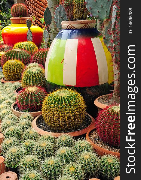 Colorful terracotta pottery between ball-shaped cactuses