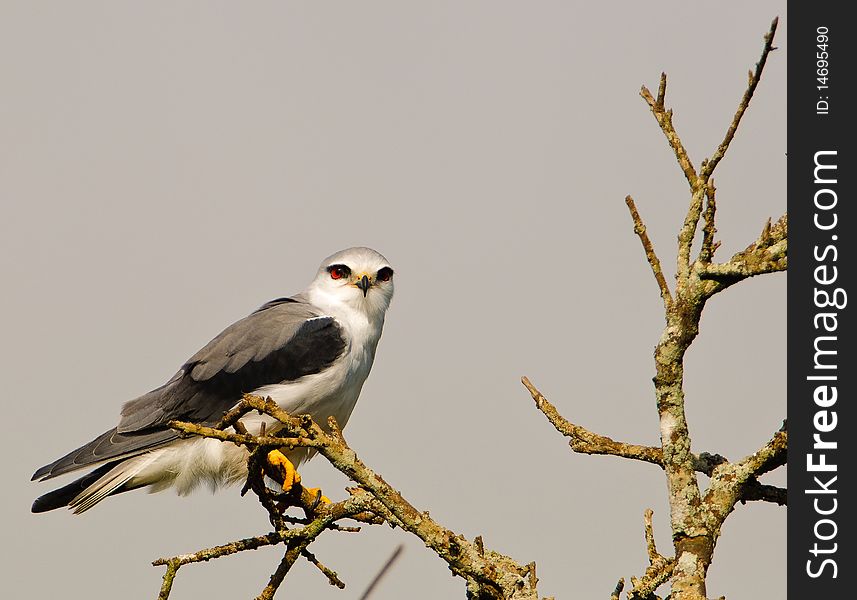 Black-shouldered Kite