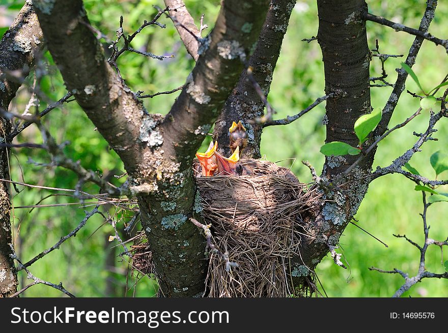 Nest with chicks in the forest