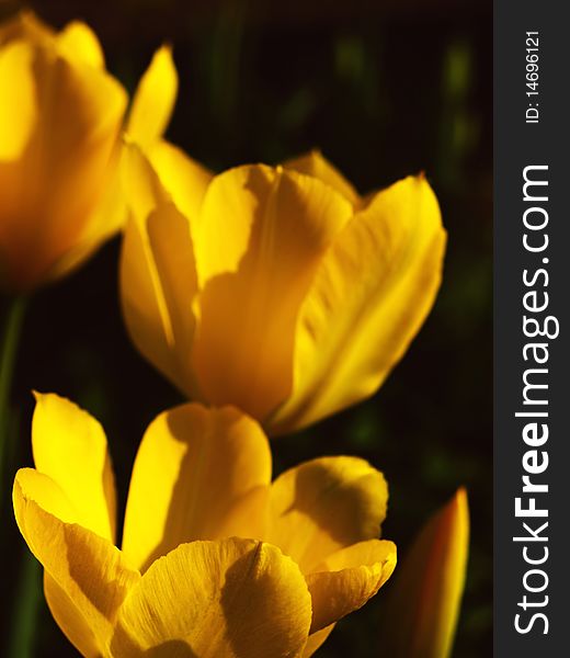 Detail of flowers of yellow tulips in afternoon sun