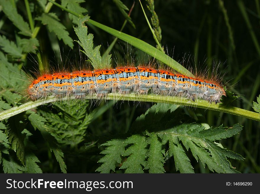 Buff-tip (Phalera bucephala) - Caterpillar on a plant