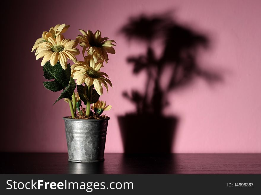 Yellow Flowers and shadow against a pink wall. Plenty of copy space. Yellow Flowers and shadow against a pink wall. Plenty of copy space.