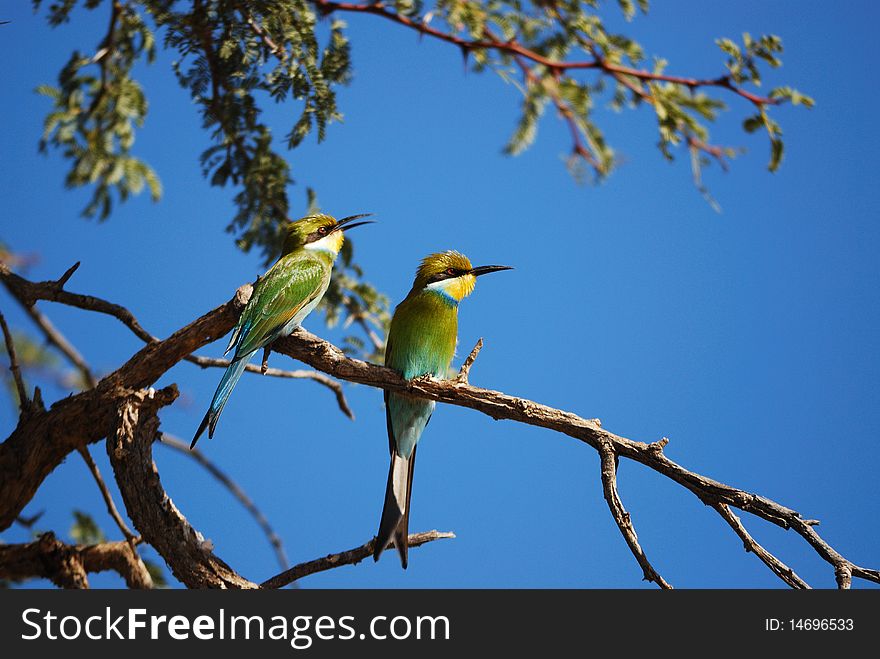 The Swallow-tailed Bee-eater (Merops hirundineus) is a near passerine bird in the bee-eater family Meropidae. Its colours and readily visible forked tail make this species unmistakable (South Africa).