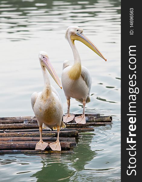 Two pelicans perch on a bamboo raft in the lake. Two pelicans perch on a bamboo raft in the lake.