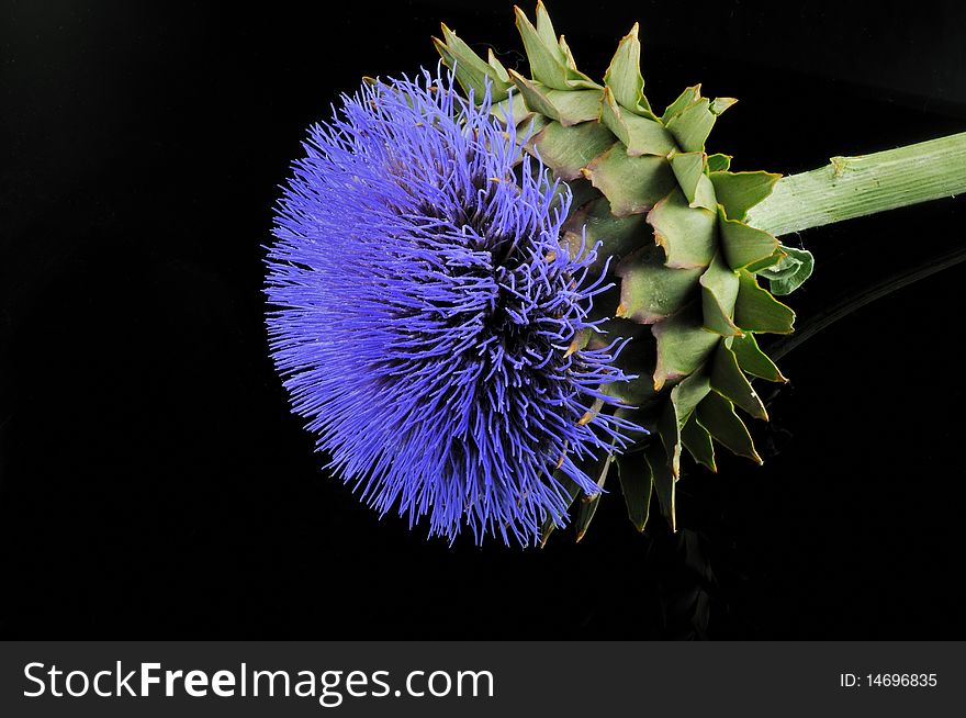 Blue flower, prickly plant with a green stem photographed against a black background