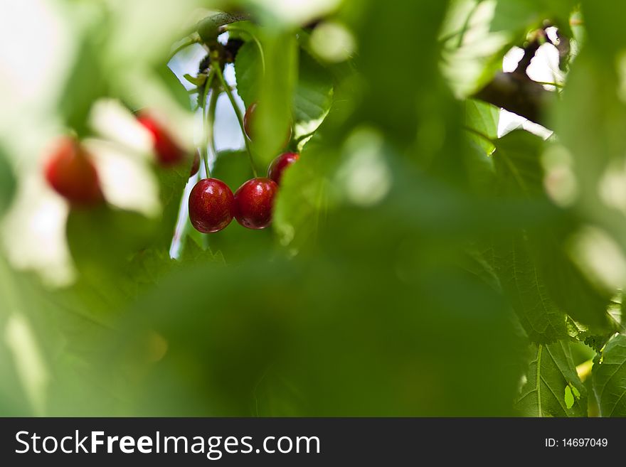 Cherries hanging from the branch of the tree. Cherries hanging from the branch of the tree.