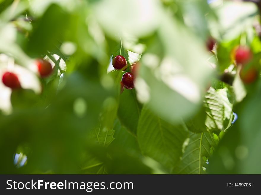 Cherries in the tree