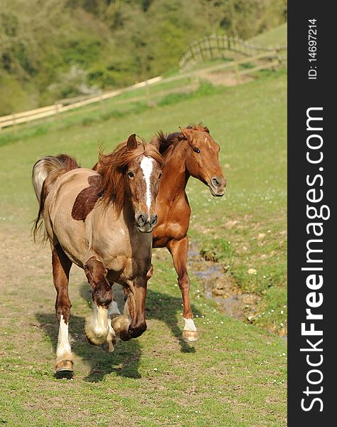 A horse running in a field