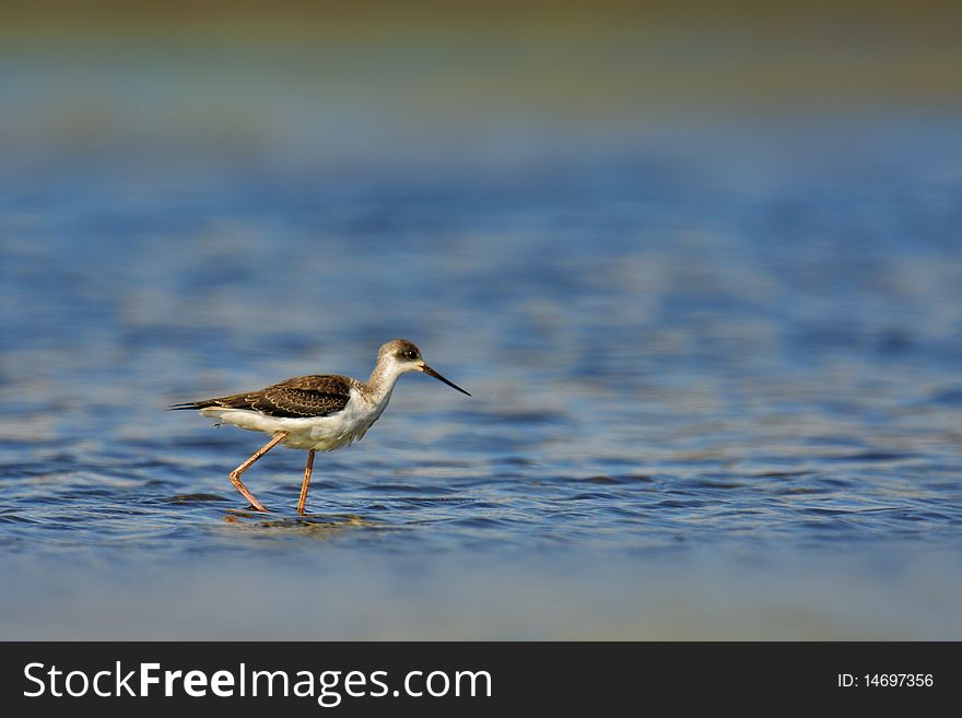 Bird with long legs looking for food in a salt lake. Bird with long legs looking for food in a salt lake
