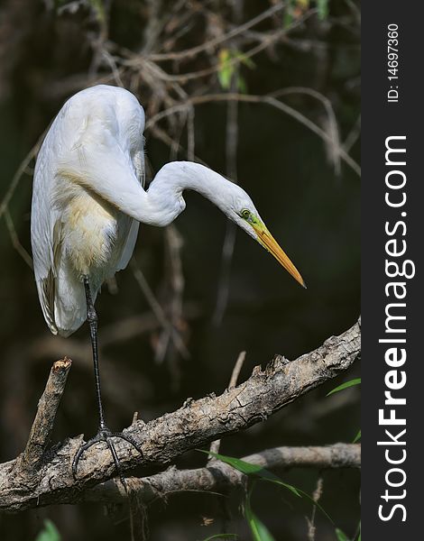 Great white egret sitting on a branch