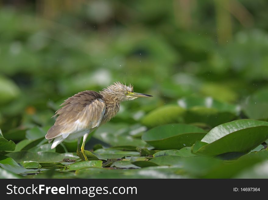 Little yellow heron shaking on the water lily