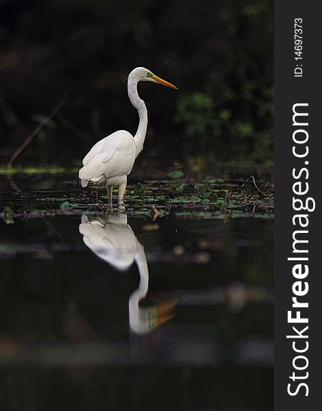 Reflection of great egret in water. Reflection of great egret in water