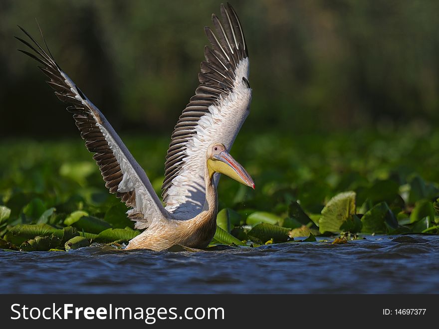 Comun pelican taking of between water lily