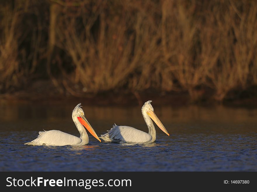Couple Of Pelicans