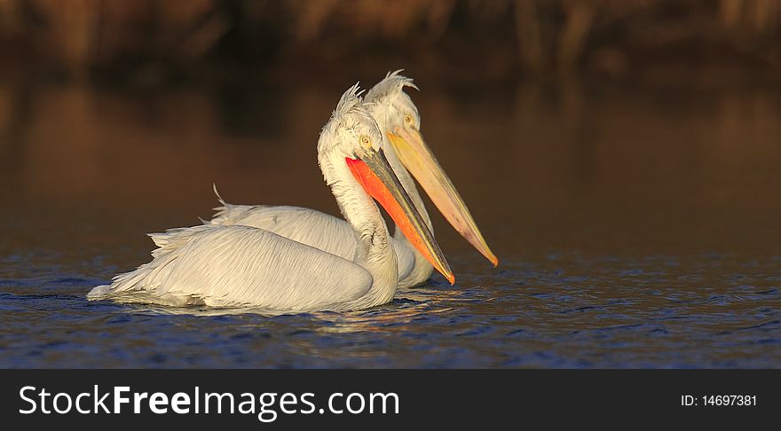 Couple of pelicans swimming side by side