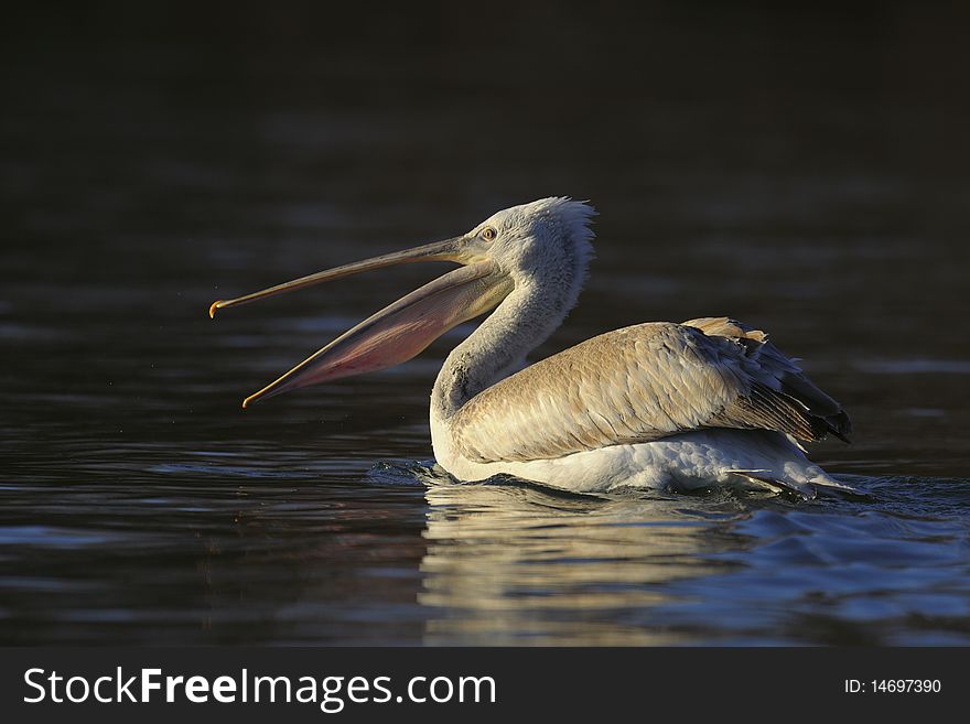 Pelican floating on the river in morning sunlight. Pelican floating on the river in morning sunlight