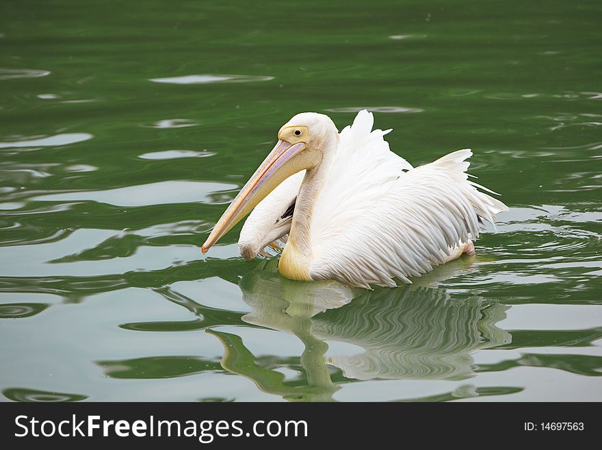 Pelican in the lake