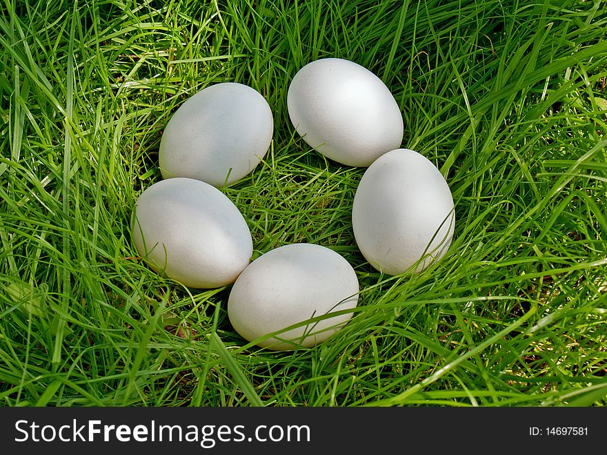Chicken Egg Upon Green Grass