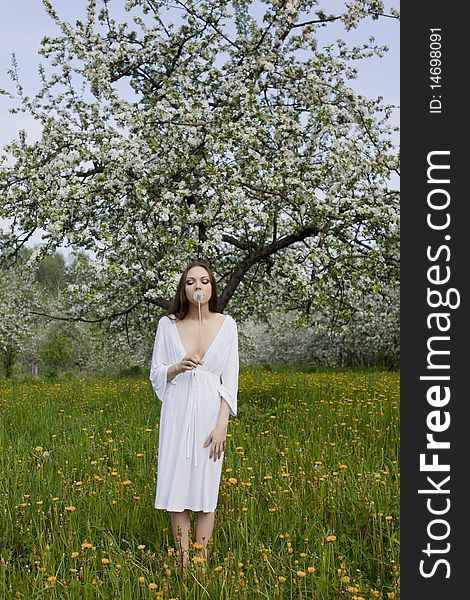 Young girl in white dress with dandelion near blooming apple tree