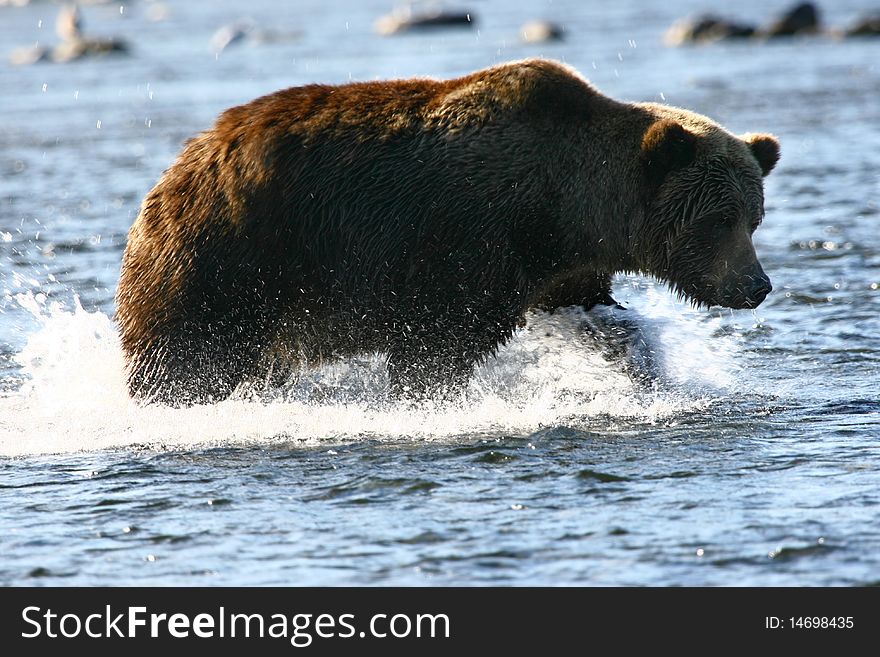 Brown bear on kodiak island in karluk river. Brown bear on kodiak island in karluk river