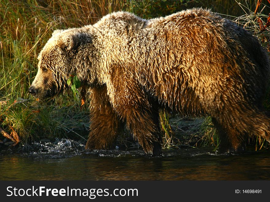 Brown bear on kodiak island in karluk river. Brown bear on kodiak island in karluk river