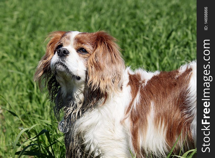 Blenheim Cavalier King Charles Spaniel