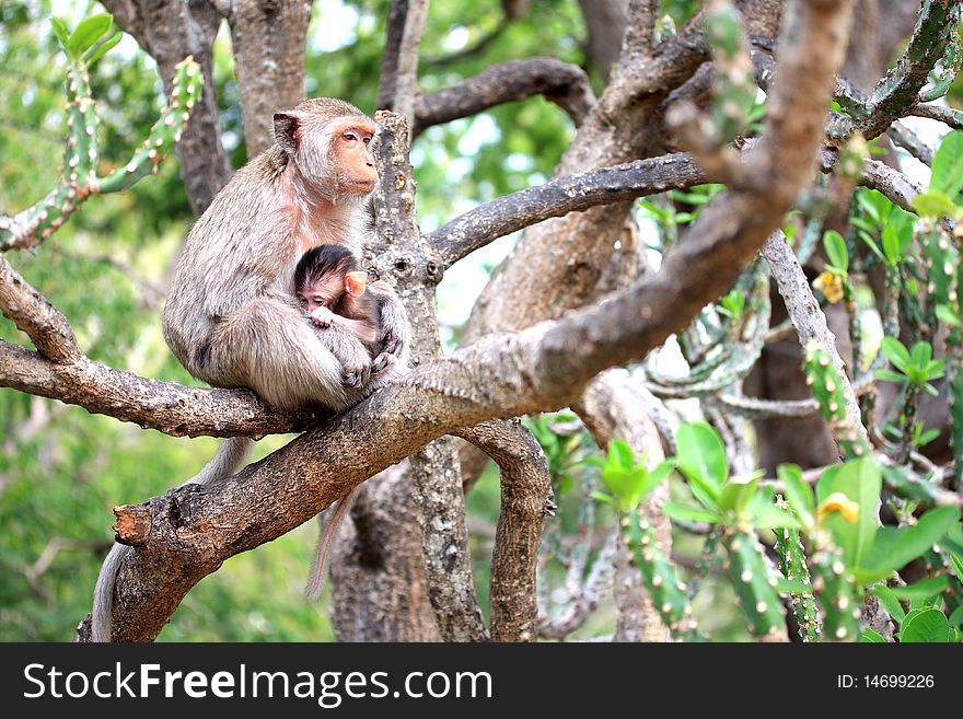 Mother monkey is protecting her child. They are on the tree. Mother monkey is protecting her child. They are on the tree.