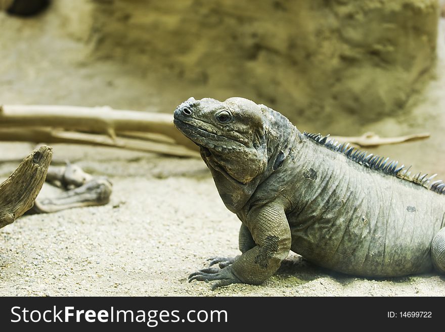 A Rhinocerus lguana in SchÃ¶nbrunn the zoo of Vienna.