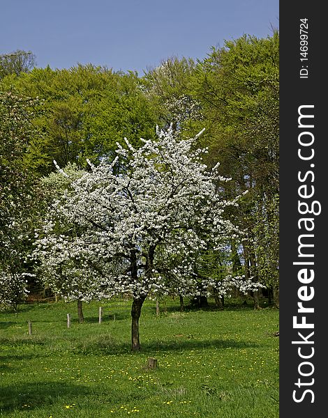 Cherry trees in spring, Hagen, Lower Saxony, Germany, Europe. Cherry trees in spring, Hagen, Lower Saxony, Germany, Europe