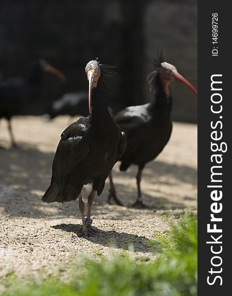 Northern bald ibis in Schönbrunn the zoo of Vienna. Northern bald ibis in Schönbrunn the zoo of Vienna.