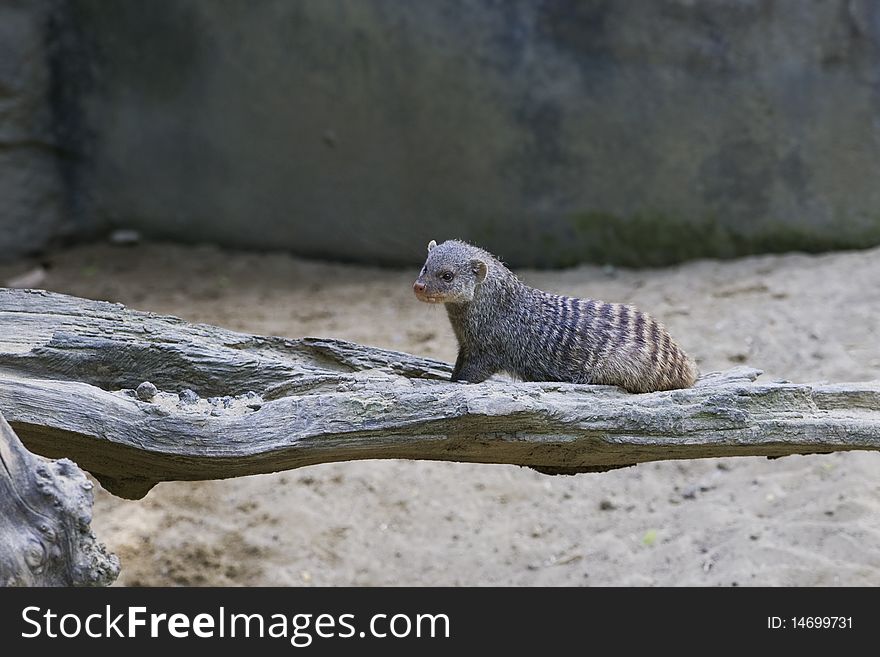 The Banded Mongoose (Mungos mungo) in SchÃ¶nbrunn the zoo of Vienna. The Banded Mongoose (Mungos mungo) in SchÃ¶nbrunn the zoo of Vienna.