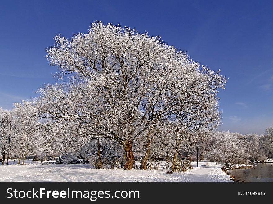 Trees With Pond Landscape In Winter, Germany