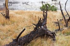 Free Festered Trunk In Yellowstone National Park Royalty Free Stock Photo - 1471595