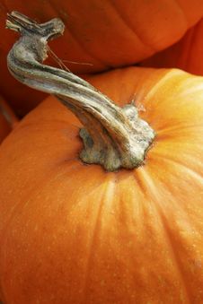 Free Pumpkin S Haft Stock Photography - 1472182