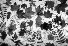 Autumn Leaves In BW 2 Stock Photography Autumn Leaves In BW 2 Stock Photography