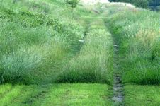 Way In Grass Royalty Free Stock Photography Way In Grass Royalty Free Stock Photography