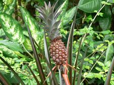 Free Tropical Fruit Royalty Free Stock Images - 1473959