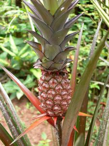 Free Tropical Fruit Royalty Free Stock Photography - 1473987